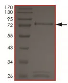 SDS-PAGE - Recombinant human Sps1/Ste20 related kinase 4 protein (GST tag N-Terminus) (AB190389)
