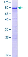 SDS-PAGE - Recombinant Human SPS2L/SPATS2L protein (GST tag N-Terminus) (AB161869)