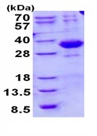 SDS-PAGE - Recombinant Human SPSB2 protein (His tag N-Terminus) (AB134592)