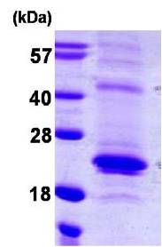 SDS-PAGE - Recombinant Human sRANKL protein (AB108129)