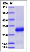 SDS-PAGE - Recombinant Human sRANKR protein (His tag) (AB276718), expandable thumbnail