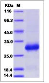 SDS-PAGE - Recombinant Human sRANKR protein (His tag) (AB276718)