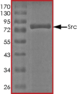 SDS-PAGE - Recombinant human Src protein (AB51424)