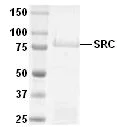 SDS-PAGE - Recombinant human Src protein (AB51424)