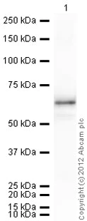 Western blot - Recombinant human Src protein (AB79635)