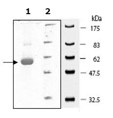 SDS-PAGE - Recombinant human Src protein (His tag N-Terminus) (AB79635)