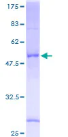 SDS-PAGE - Recombinant Human SRD5A1 protein (GST tag N-Terminus) (AB116886)