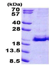 SDS-PAGE - Recombinant Human SRP19 protein (AB156714)