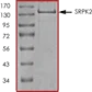 SDS-PAGE - Recombinant human SRPK2 protein (AB85293)