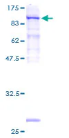 SDS-PAGE - Recombinant Human SRPR alpha protein (GST tag N-Terminus) (AB132172)