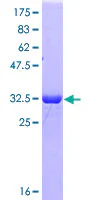 SDS-PAGE - Recombinant Human SRSF3 protein (GST tag N-Terminus) (AB114675)