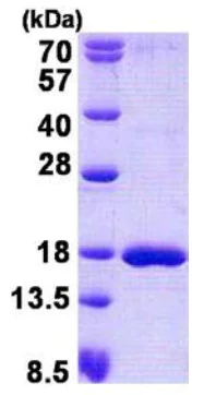 SDS-PAGE - Recombinant Human SSBP1 protein (His tag N-Terminus) (AB140730)