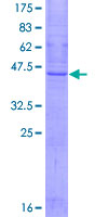 Recombinant Human SSPN protein