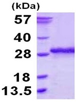 SDS-PAGE - Recombinant Human Ssu72 protein (AB123148)