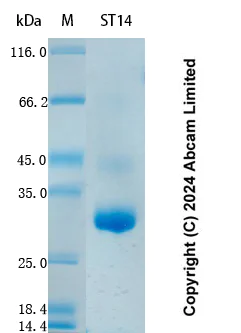 SDS-PAGE - Recombinant Human ST14 Protein Standard (AB323141)