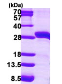 SDS-PAGE - Recombinant Human StAR protein (AB115707), expandable thumbnail