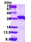 SDS-PAGE - Recombinant Human StAR protein (His tag N-Terminus) (AB115707)
