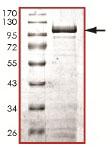 SDS-PAGE - Recombinant Human STAT1 alpha protein - GST tagged (AB140412)