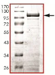 SDS-PAGE - Recombinant Human STAT1 alpha protein - GST tagged (GST tag N-Terminus) (AB140412)