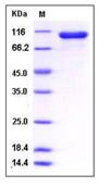 SDS-PAGE - Recombinant Human STAT1 protein (Tagged) (AB276492), expandable thumbnail