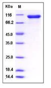 SDS-PAGE - Recombinant Human STAT1 protein (Tagged) (AB276492)