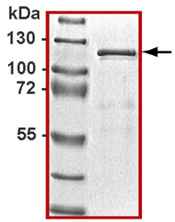 Recombinant Human STAT3 protein