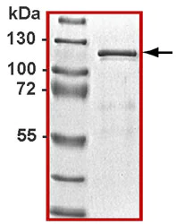 Western blot - Recombinant Human STAT3 protein (AB43618)