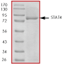 SDS-PAGE - Recombinant Human STAT4 protein (His tag N-Terminus) (AB84634)