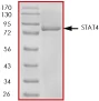 SDS-PAGE - Recombinant Human STAT4 protein (His tag N-Terminus) (AB84634)