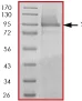SDS-PAGE - Recombinant Human STAT5a protein (His tag N-Terminus) (AB84627)