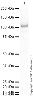 Western blot - Recombinant Human STAT5a protein (His tag N-Terminus) (AB84627)