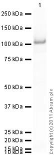 Western blot - Recombinant Human STAT5a protein (His tag N-Terminus) (AB84627)