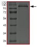 SDS-PAGE - Recombinant Human STAT5b protein (AB182829)