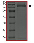 SDS-PAGE - Recombinant Human STAT5b protein (GST tag N-Terminus) (AB182829)