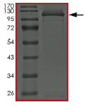 SDS-PAGE - Recombinant Human STAT5b protein (GST tag N-Terminus) (AB182829)