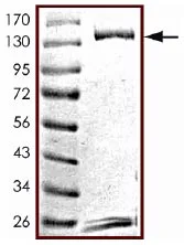 SDS-PAGE - Recombinant Human STAT6 protein (GST tag N-Terminus) (AB125625)