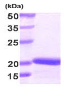 SDS-PAGE - Recombinant Human Stathmin 1 protein (AB87492)