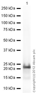 Western blot - Recombinant Human Stathmin 1 protein (His tag N-Terminus) (AB87492)