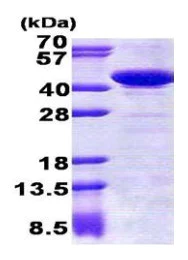 SDS-PAGE - Recombinant Human STBD1 protein (His tag N-Terminus) (AB167849)
