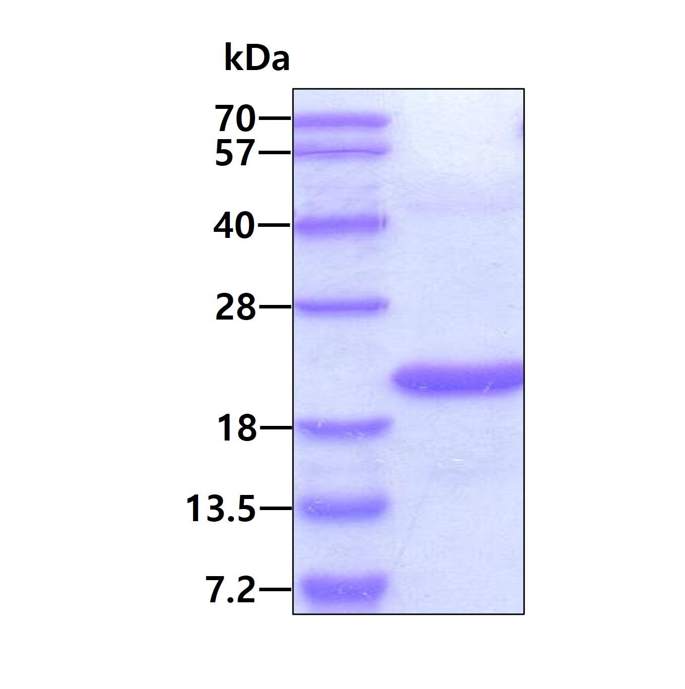 SDS-PAGE - Recombinant Human STEAP4 protein (denatured) (His-DDDDK tag N-Terminus) (AB177658)