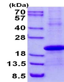 SDS-PAGE - Recombinant Human STELLAR protein (denatured) (AB134623)