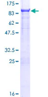SDS-PAGE - Recombinant Human STEP / PTPN5 protein (GST tag N-Terminus) (AB132095)