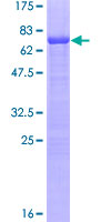 SDS-PAGE - Recombinant Human Steroidogenic Factor 1/SF-1 protein (AB114599)