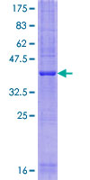 Recombinant Human STF2D1 protein