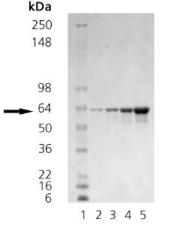 Recombinant Human STIP1/STI1 protein