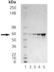 SDS-PAGE - Recombinant Human STIP1/STI1 protein (AB92357)