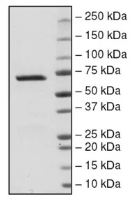 SDS-PAGE - Recombinant Human STIP1/STI1 protein (DDDDK tag N-Terminus) (AB196404)