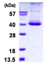 SDS-PAGE - Recombinant Human STK16 protein (His tag N-Terminus) (AB126668)