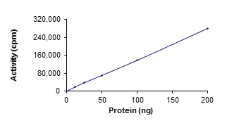 Functional Studies - Recombinant human STK23 protein (AB84801)