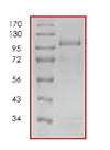 SDS-PAGE - Recombinant human STK23 protein (AB84801)